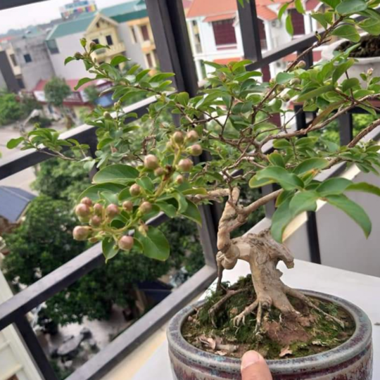 Tường Vi BonSai (QTCC-16)